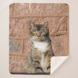 Church Cat Sherpadecke