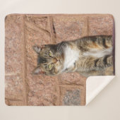 Church Cat Sherpadecke (Vorderseite (Horizontal))