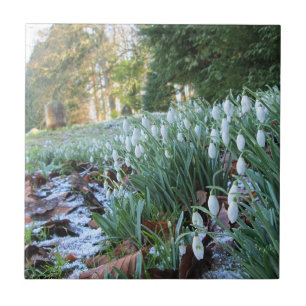 Churchyard Snowdrops in Light Snow - Keramik Fliese