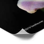 Chysis Violacea Poster (Ecke)