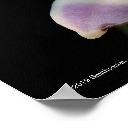 Chysis Violacea Poster (Ecke)