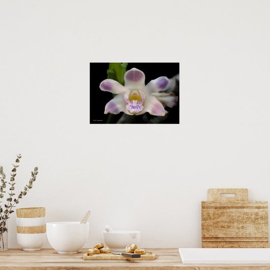 Chysis Violacea Poster (Küche)