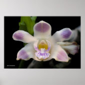 Chysis Violacea Poster (Vorne)