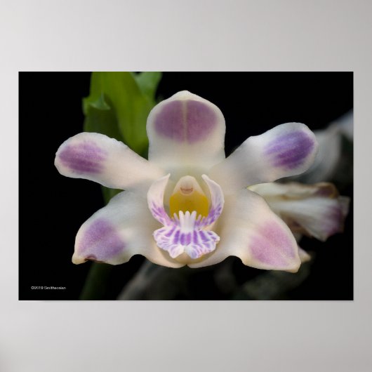 Chysis Violacea Poster (Vorne)