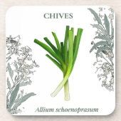Ciboulette — Allium schoenoprasum Getränkeuntersetzer (Vorderseite)