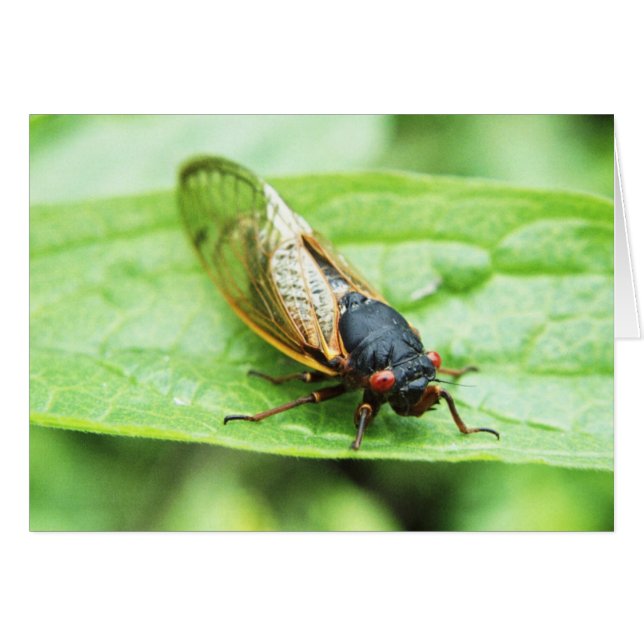 Cicada (Vorderseite (Horizontal))