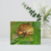 cicada1 postkarte (Stehend Vorderseite)