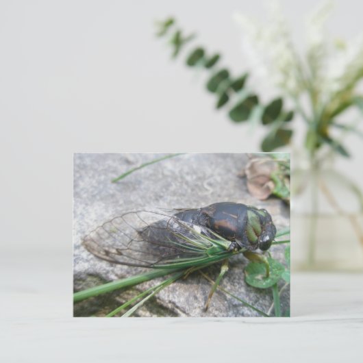 Cicada #1 Postkarte (Stehend Vorderseite)