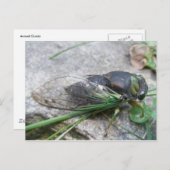 Cicada #1 Postkarte (Vorne/Hinten)