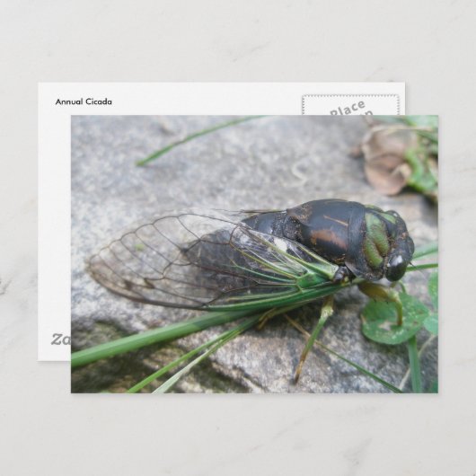 Cicada #1 Postkarte (Vorne/Hinten)