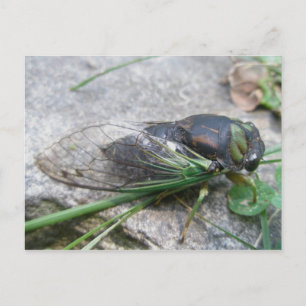 Cicada #1 Postkarte