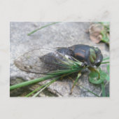 Cicada #1 Postkarte (Vorderseite)