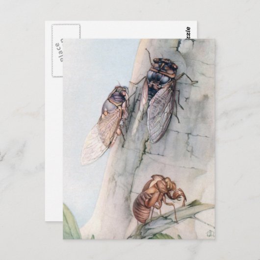 CICADA 2 POSTKARTE (Vorne/Hinten)