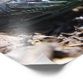 Cicada 8x10 Foto drucken (Ecke)