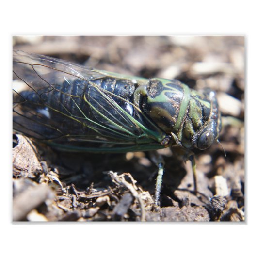 Cicada 8x10 Foto drucken (Vorne)