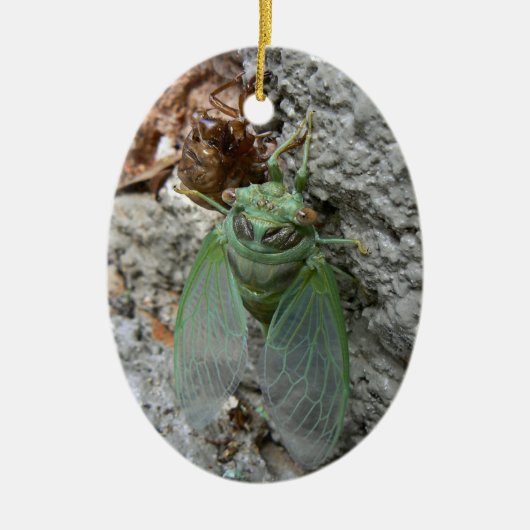 Cicada an der Mauer Keramikornament (Vorne)