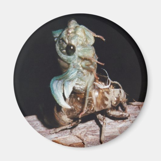 Cicada aus der Muschel Magnet (Vorne)