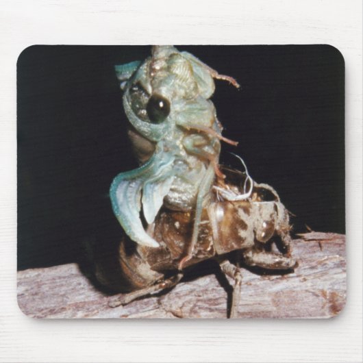 Cicada aus der Muschel Mousepad (Vorne)