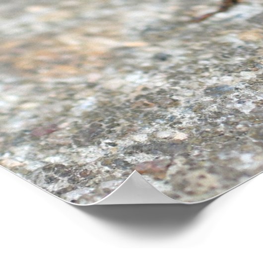 Cicada Bug Up Nah Insekt Poster (Ecke)