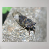 Cicada Bug Up Nah Insekt Poster (Vorne)