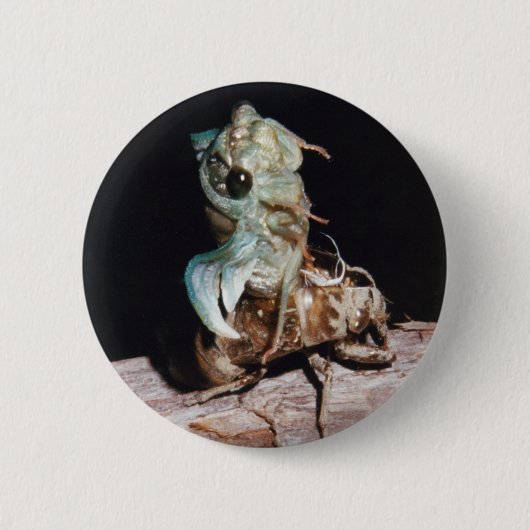 Cicada Button (Vorderseite)