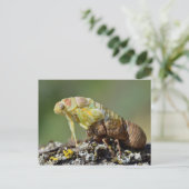 Cicada, das aus seinen Überschwemmungen hervorgeht Postkarte (Stehend Vorderseite)