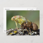 Cicada, das aus seinen Überschwemmungen hervorgeht Postkarte (Vorne/Hinten)