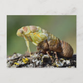 Cicada, das aus seinen Überschwemmungen hervorgeht Postkarte (Vorderseite)