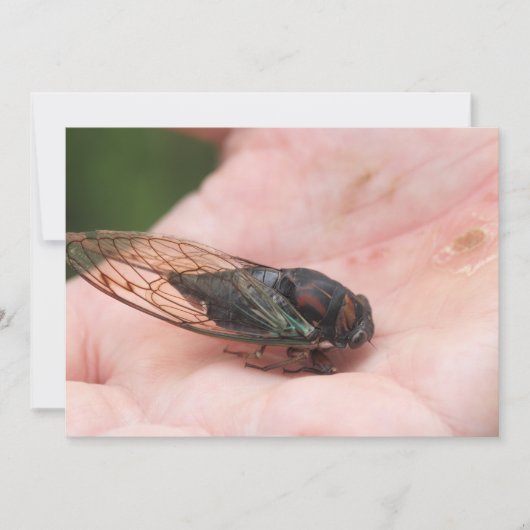 Cicada Einladung (Vorderseite)