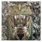 Cicada Fliese (Vorderseite)