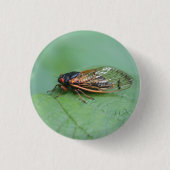 Cicada-Foto Button (Vorderseite)