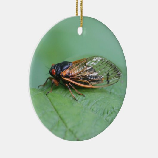 Cicada-Foto Keramik Ornament (Rechts)