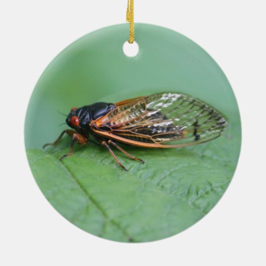 Cicada-Foto Keramik Ornament (Hinten)