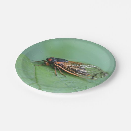 Cicada-Foto Pappteller (Schrägansicht)