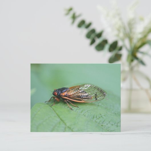 Cicada-Foto Postkarte (Stehend Vorderseite)