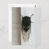 Cicada-Foto Postkarte (Vorne/Hinten)