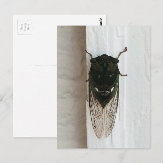 Cicada-Foto Postkarte (Vorne/Hinten)