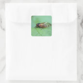 Cicada-Foto Quadratischer Aufkleber (Tasche)