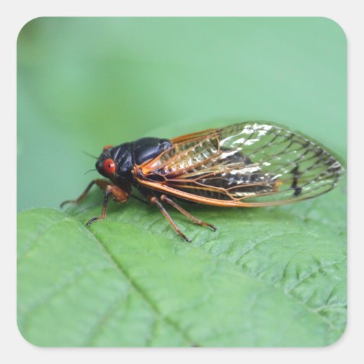 Cicada-Foto Quadratischer Aufkleber (Vorderseite)