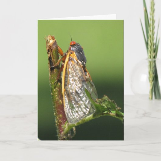 Cicada Grußkarte Karte (Vorderseite)