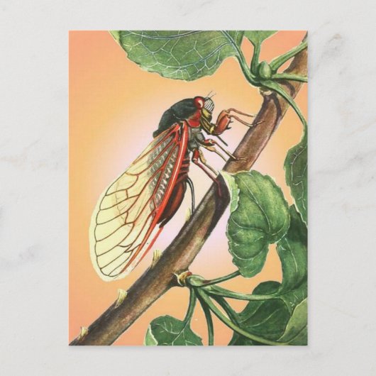 Cicada Insect Illustration Art Postkarte (Vorderseite)