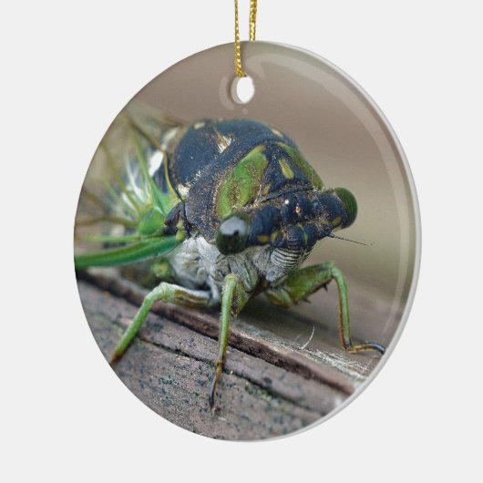 Cicada Keramik Ornament (Links)