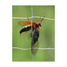 Cicada Killer Wespe hält tote cicada