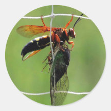 Cicada Killer Wespe hält tote cicada