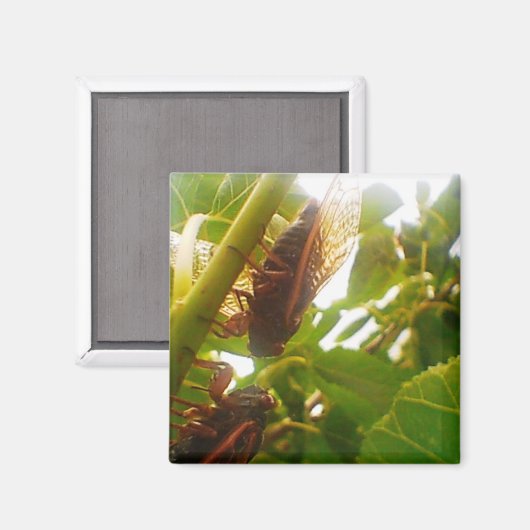 Cicada Magnet (Vorderseite/Rückseite)