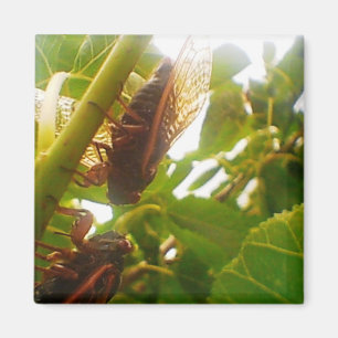 Cicada Magnet