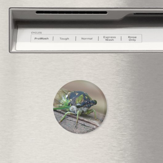 Cicada Magnet (In Situ (Geschirrspüler))