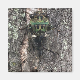 Cicada Magnet