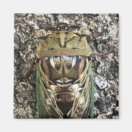 Cicada Magnet