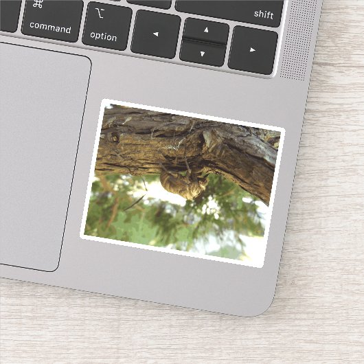 Cicada Muschel. Es war in Eile. Aufkleber (Detail)